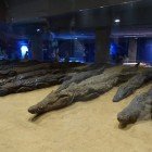 Crocodili mumificați conservați în interiorul Muzeului zeului Sobek (Muzeul zeului-crocodil), nu departe de Templul din Kom Ombo