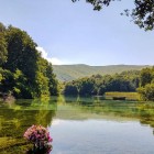 Detaliu frumos al naturii parcului și lacului la Mănăstirea Sveti Naum din Macedonia de Nord